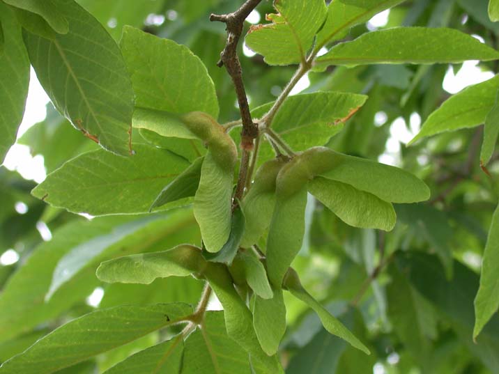 megusurinoki100625.JPG 716��537 45K