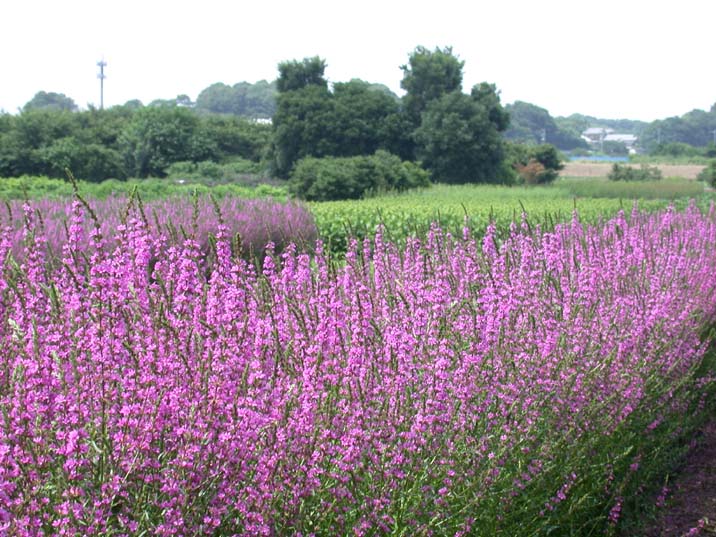 misohagi100704.JPG 716��537 110K