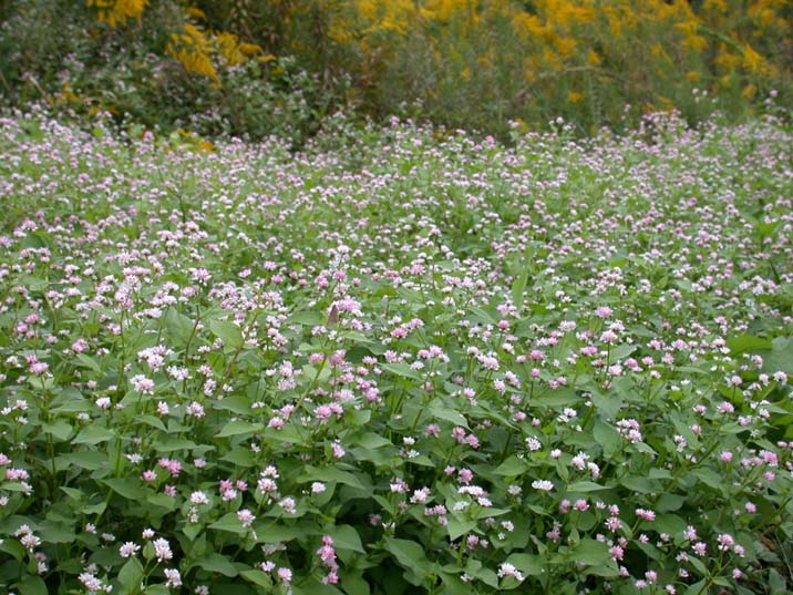 mizosoba101022-1.JPG 716��537 108K