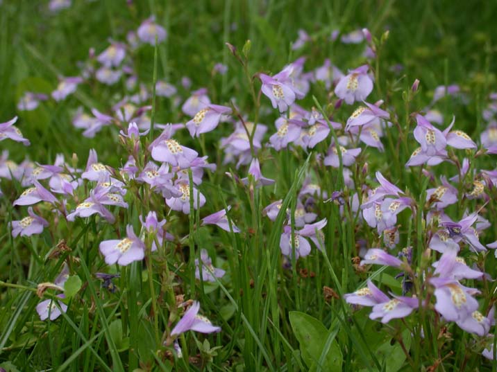 murasakisagikoke100510.JPG 716��537 68K