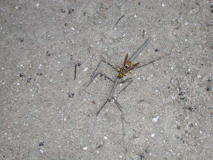 nanafusi100719-2.JPG 716��537 96K