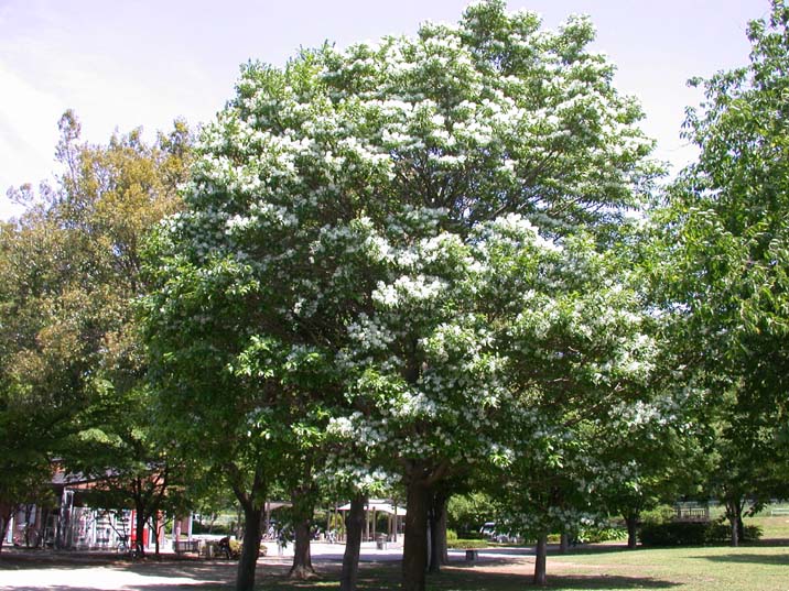 nanjyamonjyanoki100515.JPG 716��537 131K