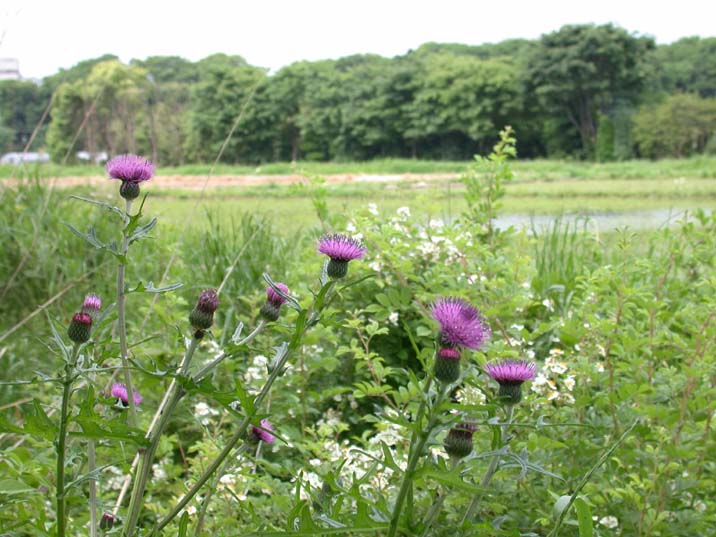 noazami100519.JPG 716��537 76K