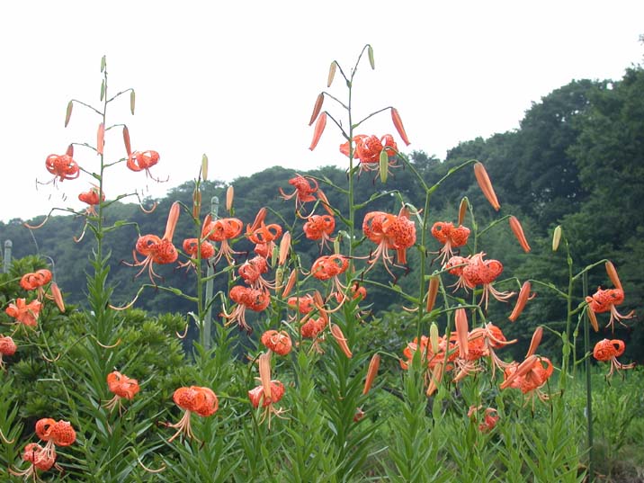 oniyuri100726-1.JPG 716��537 80K