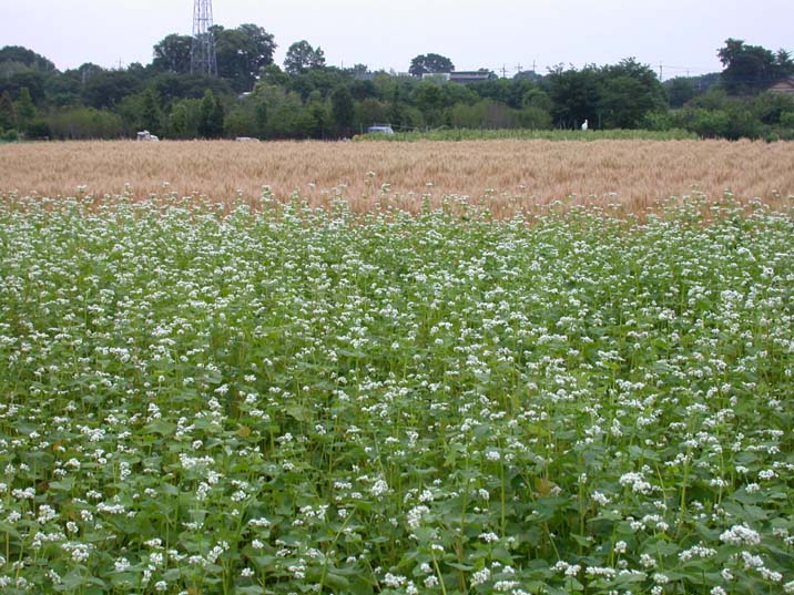 soba-komugi100609.JPG 716��537 108K