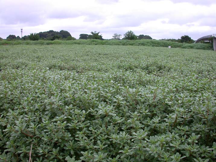 suberihiyu100731-1.JPG 716��537 91K