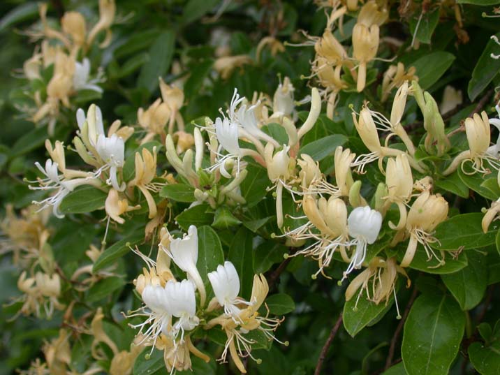 suikazura100529.JPG 716��537 69K