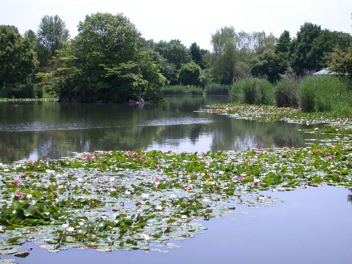 suiren100617.JPG 716��537 96K