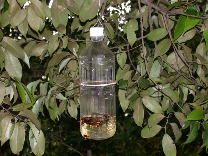 suzumebati100519.JPG 716��537 75K