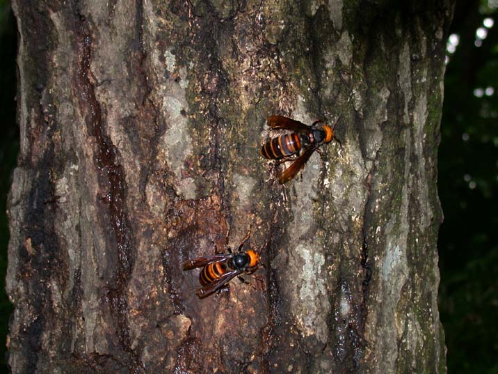 suzumebati100615.JPG 716��537 90K