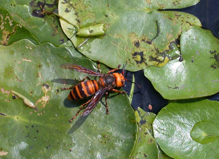 suzumebati100831.JPG 716��522 77K