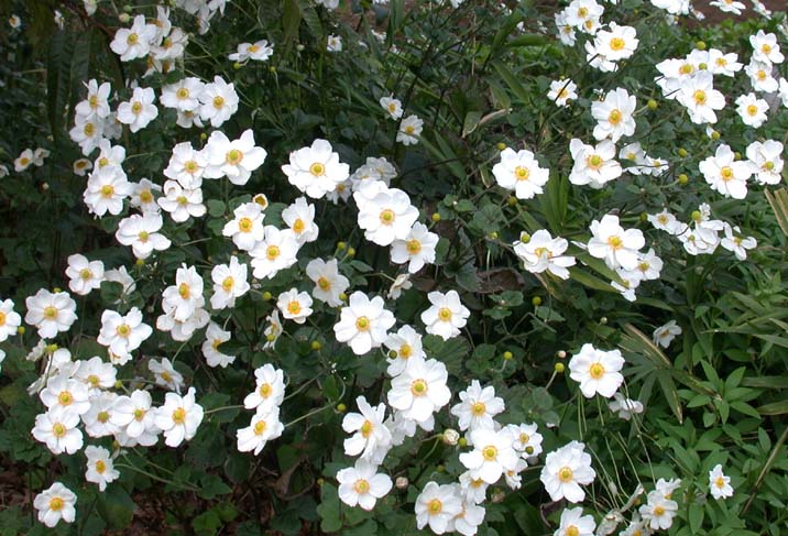 syuumeigiku101029.JPG 716��487 95K