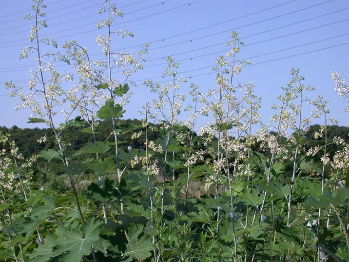 takenigusa100624-1.JPG 716��537 96K