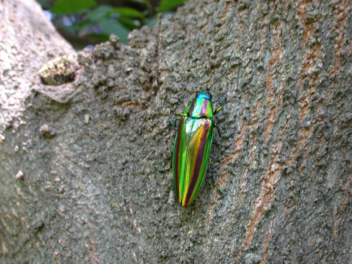 tamamusi100723-3.JPG 716��537 89K