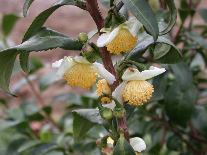 tya101113.JPG 716��537 48K