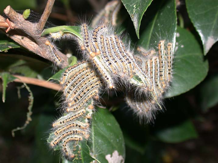 tyadokuga100920-1.JPG 716��537 69K