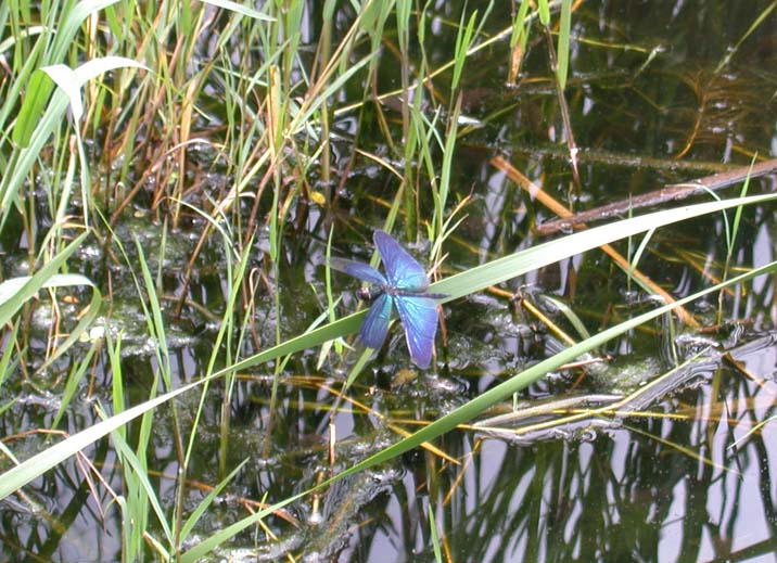 tyoutonbo100715.JPG 716��519 97K