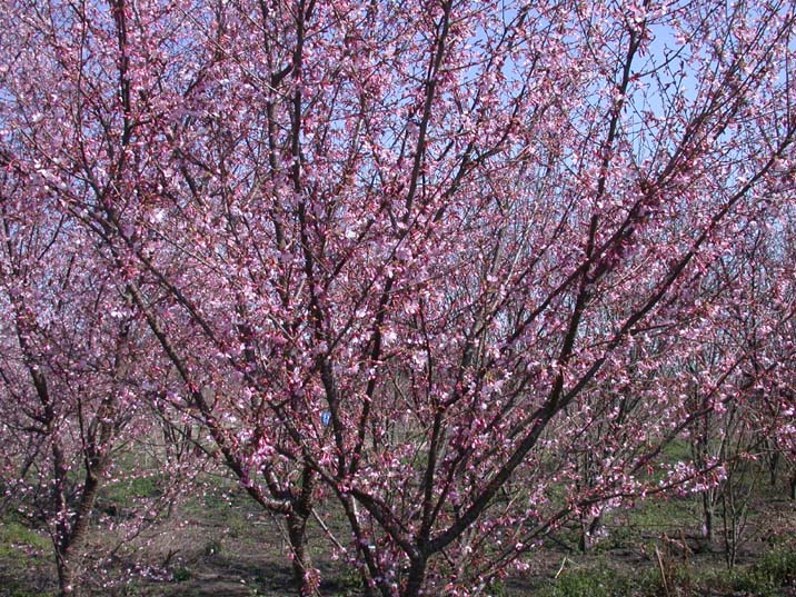 mamesakura110326.JPG 716537 171K