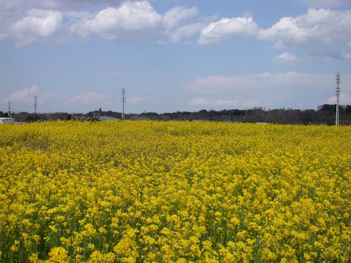 nanohanabatake110331.JPG 716537 83K