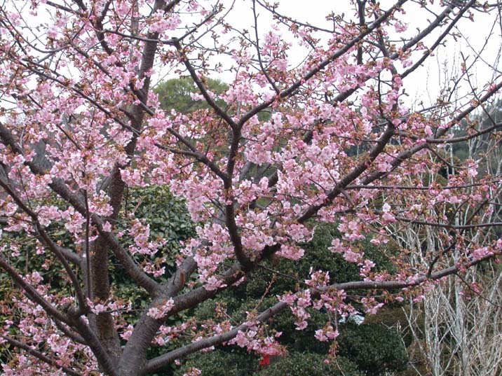 sakura110222-1.JPG 716×537 141K