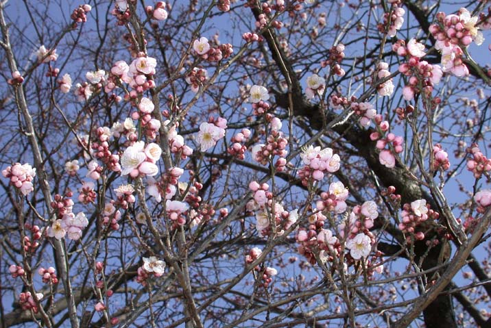 umenohana110204.JPG 716479 108K