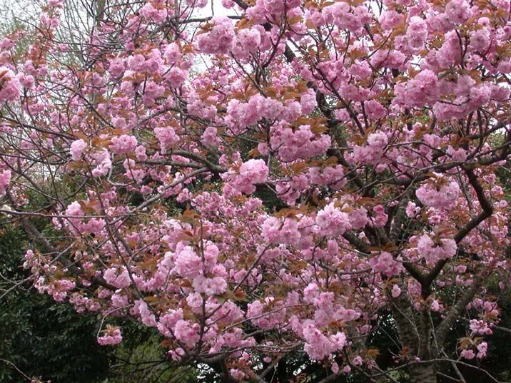 yaezakura110422.JPG 716537 137K
