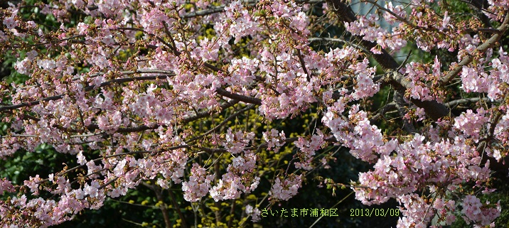 sakura-kawazu130309-1.jpg 716321 235K