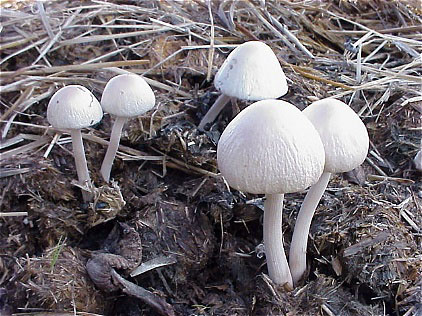 49.糞生菌/ウマ/ツヤマグソタケ